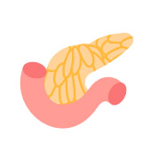 37、Pancreas