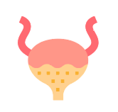 Prostate
